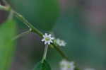 Common winterberry